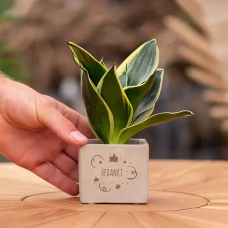 Congreet® plantpots -Klein - Bedankt - Weggevertje - Persoonlijke Bedankjes