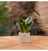 Congreet® plantpots -Klein - Bedankt - Weggevertje - Persoonlijke Bedankjes