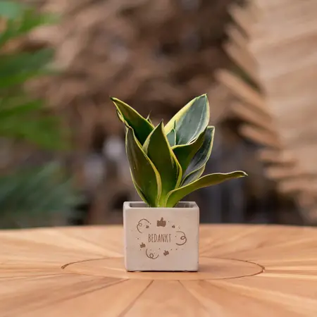 Congreet® plant pots - Small - Thank you - Giveaway - Personalised Thank You Gifts