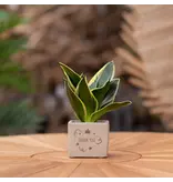 Congreet® plant pots - Small - Thank You - Thank you gift For every occasion