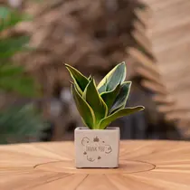 Congreet® plant pots - Small - Thank You