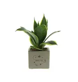 Congreet® plantpots -Klein - Thank You - Bedankje Voor iedere gelegenheid