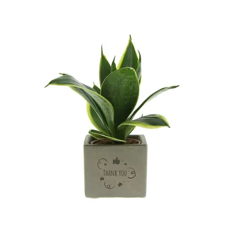 Congreet® plant pots - Small - Thank You - Thank you gift For every occasion