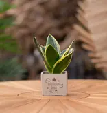 Congreet® plant pots - Small - Thank you very much - Want to buy personalised thank-you gifts?