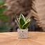 Congreet® plant pots - Small - Thank you very much - Want to buy personalised thank-you gifts?