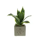 Congreet® plant pots - Small - Thank you very much - Want to buy personalised thank-you gifts?