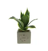 Congreet® plantpots - Klein - Gracias - Spaanse Bedankjes - Garden Select
