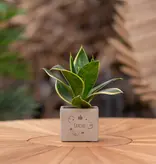 Congreet® plant pots - Small - Gracias - Spanish Thank You Gifts - Garden Select