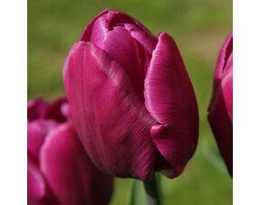 Diverse Bloembollen (Klein Verpakking)