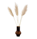 Droogbloemen - Set van 5 - Dryflower 'Cortaderia Plum' - Droogbloemen