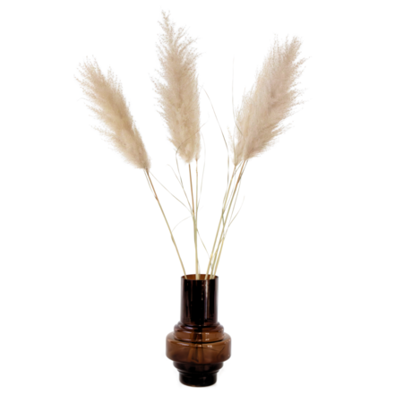 Droogbloemen - Set van 5 - Dryflower 'Cortaderia Plum' - Droogbloemen