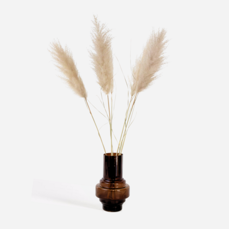 Droogbloemen - Set van 5 - Dryflower 'Cortaderia Plum' - Droogbloemen