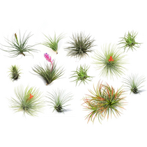 Luchtplantjes - Set van 12 - Tillandsia - Hoogte 5-15cm - ⌀5cm