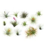 Luchtplantjes - Set van 12 - Tillandsia - Hoogte 5-15cm - ⌀5cm