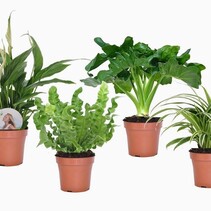 Badkamerset - Set van 4 - Bathroom Mix - Hoogte 25-40cm - ⌀12cm