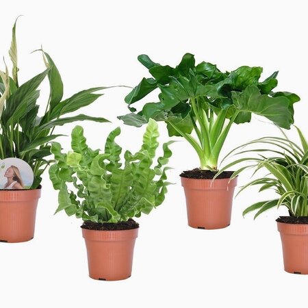 Badkamerset - Set van 4 - Bathroom Mix - Hoogte 25-40cm - ⌀12cm