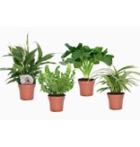 Badkamerset - Set van 4 - Bathroom Mix - Hoogte 25-40cm - ⌀12cm