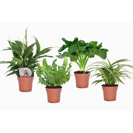 Badkamerset - Set van 4 - Bathroom Mix - Hoogte 25-40cm - ⌀12cm