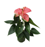 Flamingoplant - Anthurium 'Sweet Dream' - Hoogte 35-45cm - ø12cm