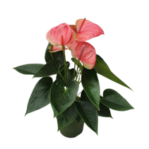 Flamingoplant - Anthurium 'Sweet Dream' - Hoogte 35-45cm - ø12cm