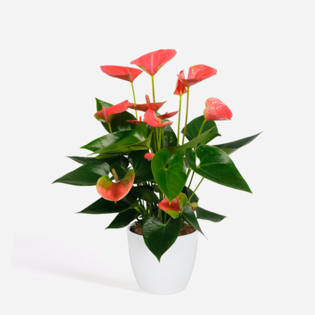 Flamingoplant - Anthurium 'Sweet Dream' - Hoogte 35-45cm - ø12cm