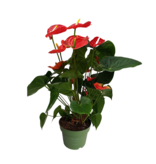 Flamingoplant - Anthurium 'Madural Red' - Hoogte 55-70cm - ø17cm