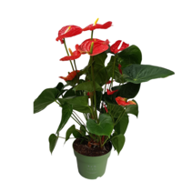Flamingoplant - Anthurium 'Madural Red' - Hoogte 55-70cm - ø17cm