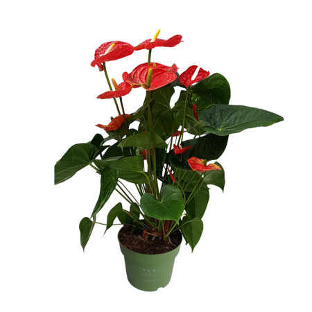 Flamingoplant - Anthurium 'Madural Red' - Hoogte 55-70cm - ø17cm