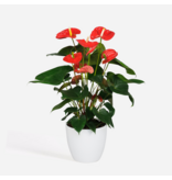 Flamingoplant - Anthurium 'Madural Red' - Hoogte 55-70cm - ø17cm