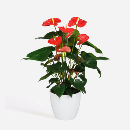Flamingoplant - Anthurium 'Madural Red' - Hoogte 55-70cm - ø17cm