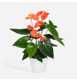 Flamingoplant - Anthurium 'Madural Orange' - Hoogte 40-55cm - ø14cm