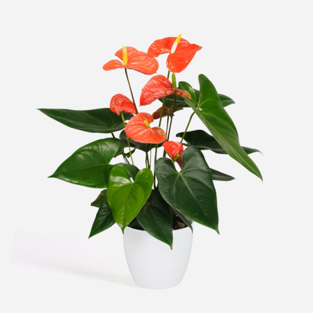 Flamingoplant - Anthurium 'Madural Orange' - Hoogte 40-55cm - ø14cm