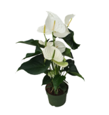 Flamingoplant - Anthurium 'Alaska White' - Hoogte 55-70cm - ø17cm