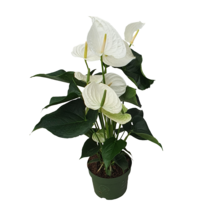 Flamingoplant - Anthurium 'Alaska White' - Hoogte 55-70cm - ø17cm