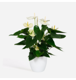 Flamingoplant - Anthurium 'Alaska White' - Hoogte 55-70cm - ø17cm