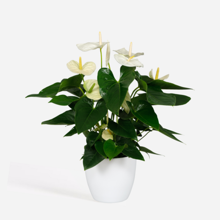 Flamingoplant - Anthurium 'Alaska White' - Hoogte 55-70cm - ø17cm