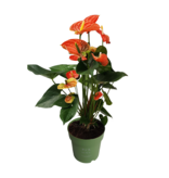 Flamingoplant - Anthurium 'Madural Orange' - Hoogte 55-70cm - ø17cm