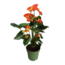 Flamingoplant - Anthurium 'Madural Orange' - Hoogte 55-70cm - ø17cm