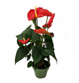 Flamingoplant - Anthurium 'Madural Red' - Hoogte 40-45cm - ø14cm