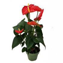 Flamingoplant - Anthurium 'Madural Red' - Hoogte 40-45cm - ø14cm