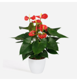Flamingoplant - Anthurium 'Madural Red' - Hoogte 40-45cm - ø14cm