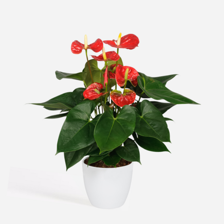 Flamingoplant - Anthurium 'Madural Red' - Hoogte 40-45cm - ø14cm