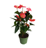 Flamingoplant - Anthurium 'Maine Pink' - Hoogte 55-70cm - ø17cm