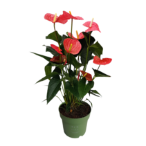 Flamingoplant - Anthurium 'Maine Pink' - Hoogte 55-70cm - ø17cm
