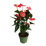 Flamingoplant - Anthurium 'Maine Pink' - Hoogte 55-70cm - ø17cm