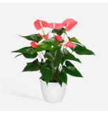 Flamingoplant - Anthurium 'Maine Pink' - Hoogte 55-70cm - ø17cm