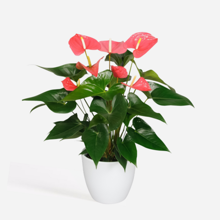 Flamingoplant - Anthurium 'Maine Pink' - Hoogte 55-70cm - ø17cm