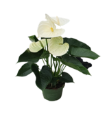 Flamingoplant - Anthurium 'Alpine White' - Hoogte 40-55cm - ø14cm