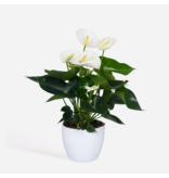 Flamingoplant - Anthurium 'Alpine White' - Hoogte 40-55cm - ø14cm