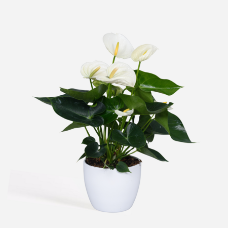 Flamingoplant - Anthurium 'Alpine White' - Hoogte 40-55cm - ø14cm